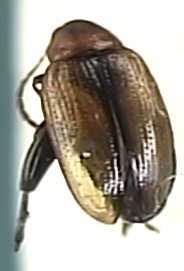 Psylliodes affinis
